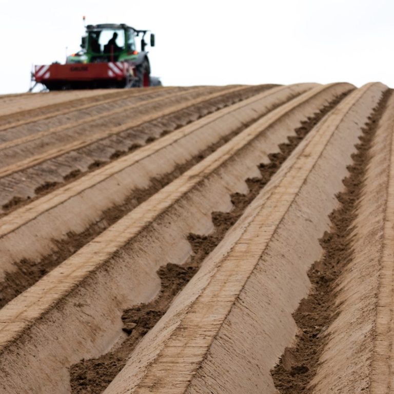 Traktor während des Kartoffellegens im Feld mit parallel verlaufenden Reihen im Sandboden.