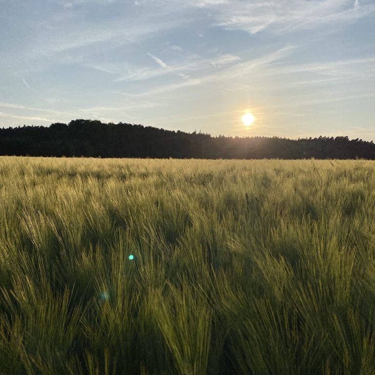 Ein goldener Getreidefeld mit Sonnenuntergang und bewaldetem Hintergrund.