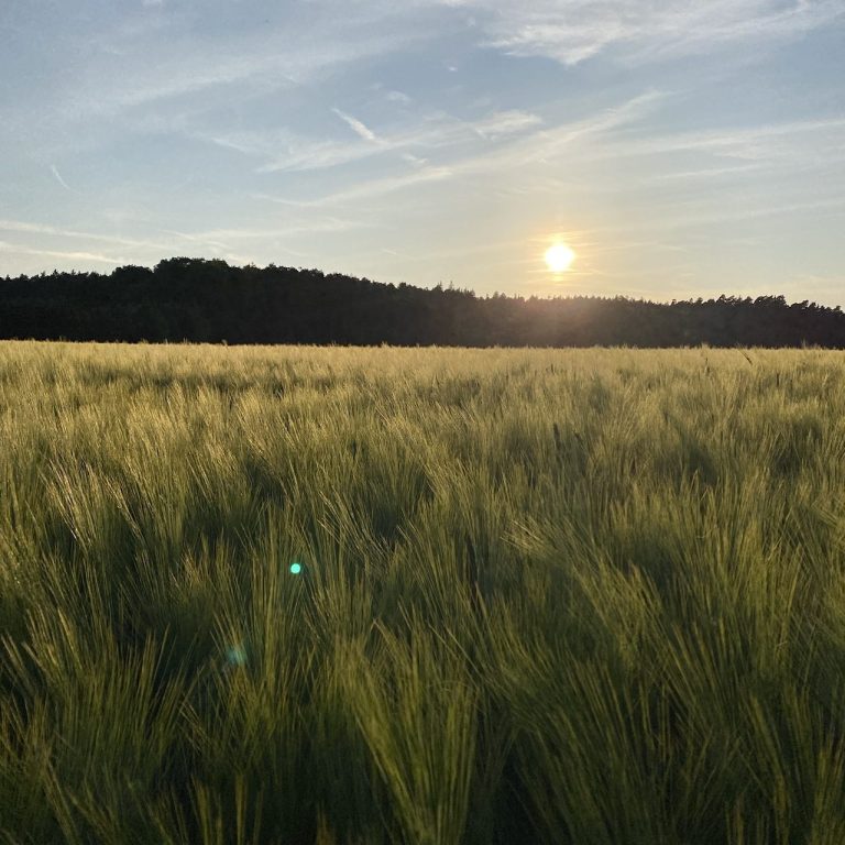 Sonnenuntergang über einem Weizenfeld mit sanften Wellen und einem bewaldeten Horizont.