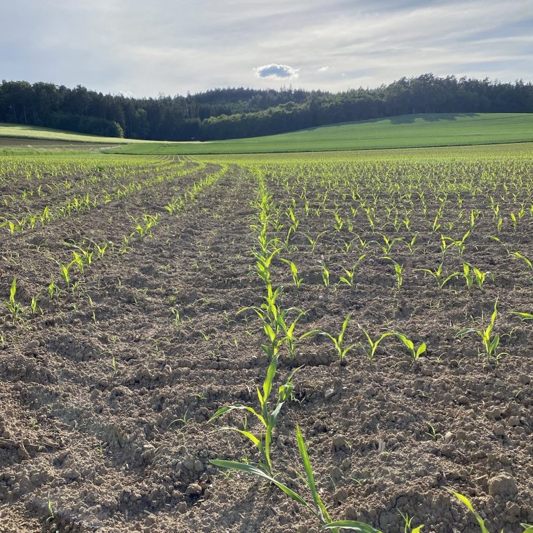 Junge Mais Pflanzen wachsen in Reihen auf einem Feld unter blauem Himmel.