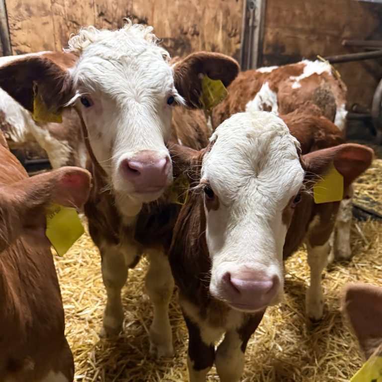 Zwei Kälber mit braun-weißen Flecken stehen in einem Stall.